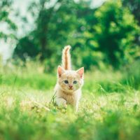 Gato interrumpe maratón y se convierte en la mascota oficial del evento