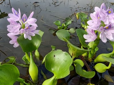 Las mejores plantas acuáticas para crear una verdadera piscina natural en tu jardín