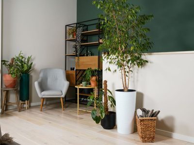 3 plantas que crecen como árboles y podés tener adentro de tu casa en cualquier esquina