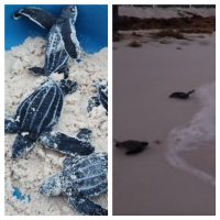 Después de 36 años, nacen 57 tortugas laúd en Quintana Roo