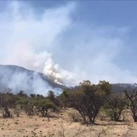 Incendios forestales en Guanajuato impactan más de 440 hectáreas de vegetación y fauna