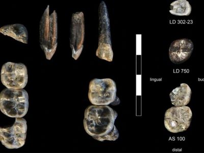 Nueva especie de ancestro humano revelada en Etiopía