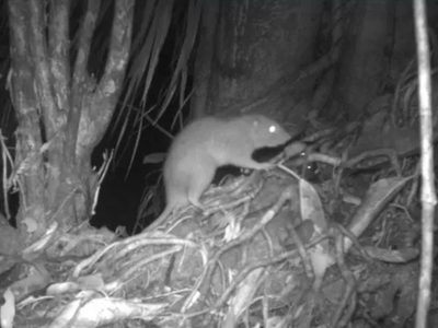 Las primeras imágenes de una rara rata gigante que rompe cocos