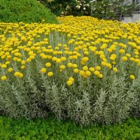 3 plantas ideales para poner en canteros en la fachada de tu casa: aire chic y sofisticado