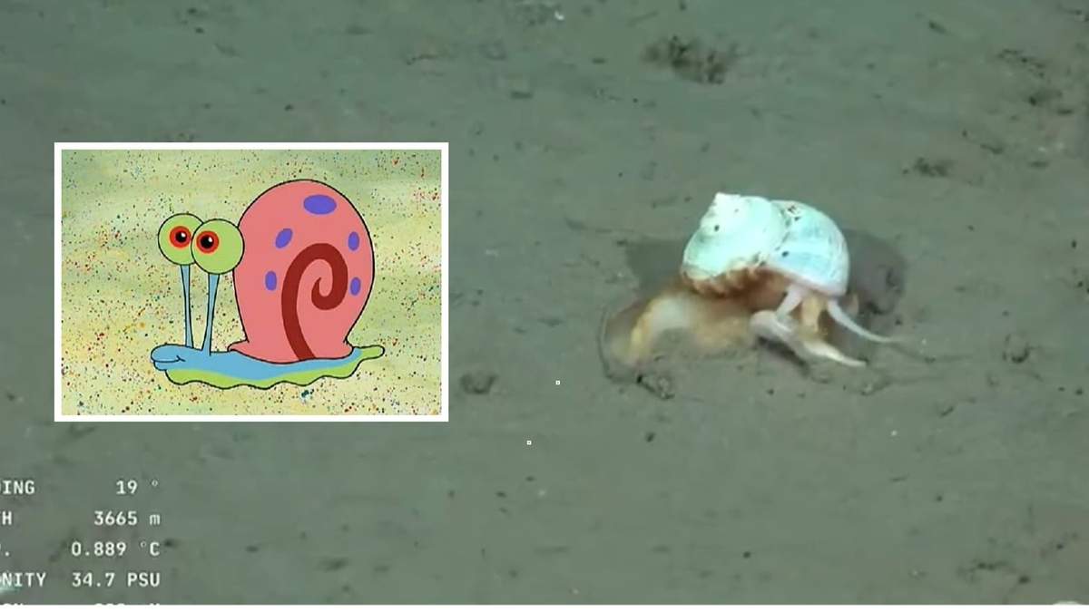 Tras el hallazgo de la “estrella culona”, el CONICET se encontró con “Gary”