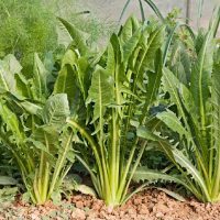 Las plantas que muchos confunden con maleza y que esconden poderosos beneficios para tu salud