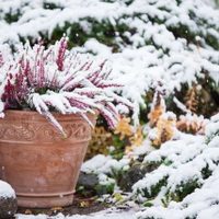 Que no se mueran: tips fáciles y efectivos para proteger a tus plantas del intenso frío y las heladas en invierno