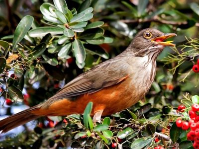 Misterio resuelto: la razón por la que el Zorzal canta cada vez más temprano antes del amanecer