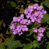 La planta que muchos quieren para decorar su jardín: cambia de color, crece rápido y es fácil de cuidar