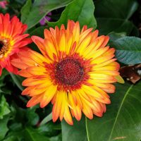 La planta de hermosas flores que atrae alegría, buenas energías y es perfecta para regalar