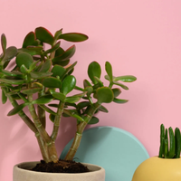 Las plantas que no pueden faltar en tu hogar si querés atraer cosas positivas y buena fortuna