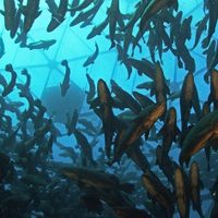 Científicos continúan cría de totoaba sin que se haya resuelto el tráfico ilegal