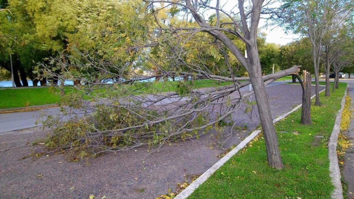 Una niña resultó herida por la caída de una rama. Fuente: (Twitter)