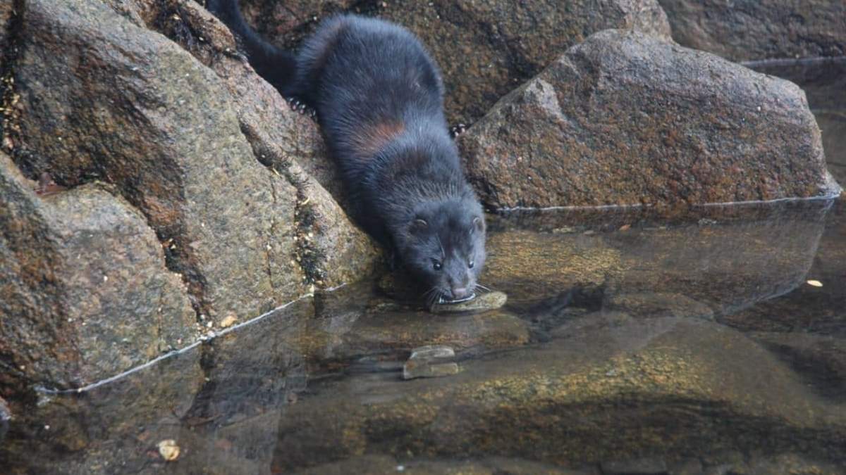 Su avance por ríos y lagos afecta de manera directa a la fauna autóctona. Fuente: (La Angostura Digital)