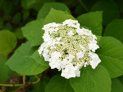 La planta, similar a la Hortensia pero que tiene doble flor, le da un toque elegante a los parques y jardines