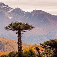 Así estará el clima este domingo en Neuquén