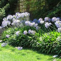 Si ya se marchitó tu Agapanthus, esta es la mejor forma de aprovechar esas flores que están secas