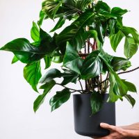 2 plantas colgantes que le darán color y armonía a tu hogar y les encanta estar bajo sombra
