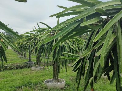 La peculiar planta que podés cultivar en tu jardín y cuyo fruto cuesta unos $10 mil en la verdulería