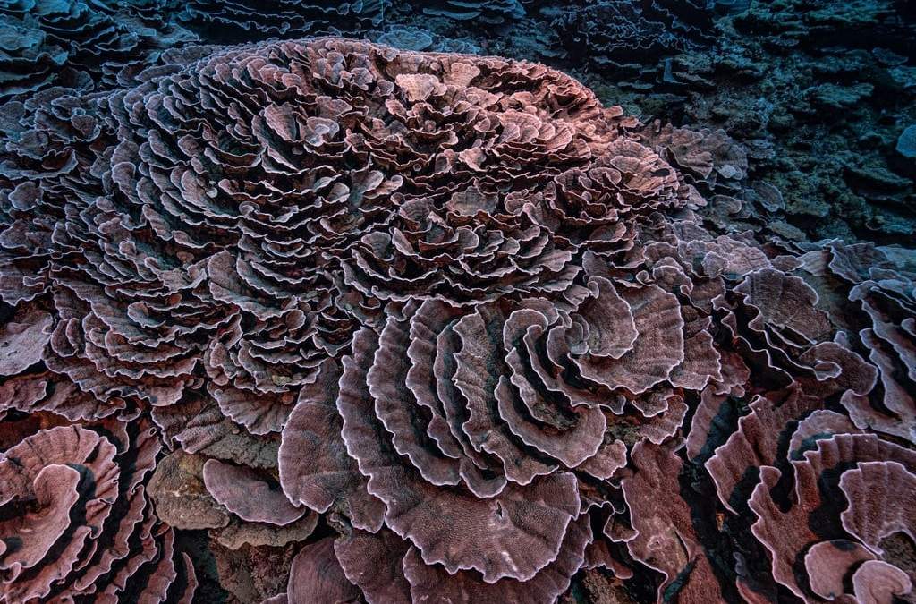 Hallazgo del arrecife cerca de Tahití