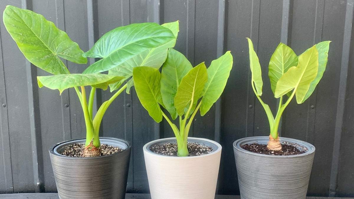 Cómo cuidar de esta planta con aire selvático, la Manto de Eva. Fuente: (X)