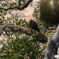 “Éxito reproductivo del águila real”: nacen 9 polluelos en 4 años en Sierra Gorda de Guanajuato