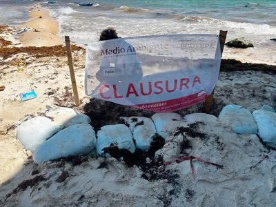 Empresa ligada a la Conade viola ley ambiental para torneo de voleibol en Playa del Carmen