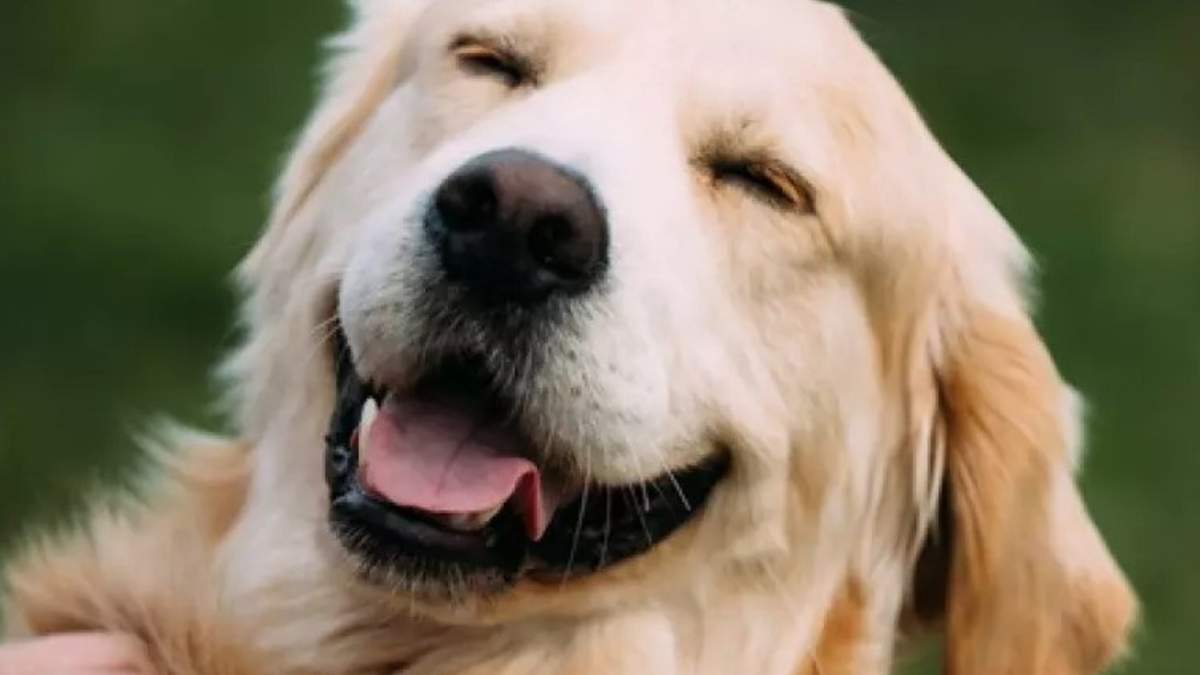 La Universidad de Portsmouth busca al perro más inteligente del Reino Unido