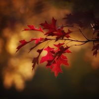 4 consejos para que tus plantas sobrevivan en otoño: fáciles y efectivos, según los expertos