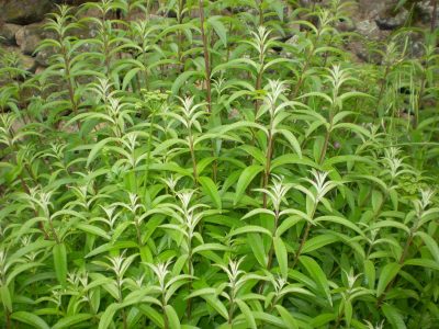 La planta que todas las abuelas tenían en su jardín y es un tesoro para tu salud