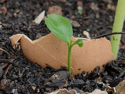 No cometas este error al poner cáscaras de huevo en tus plantas: el secreto de los jardineros para que realmente sea efectivo