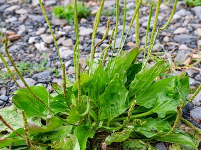Pocos lo saben: la planta que seguro crece en tu jardín y macetas, y que es muy valiosa