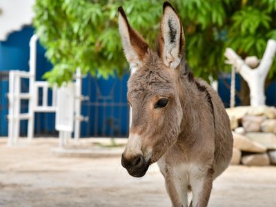 China sacrificó 6 millones de burros por el colágeno