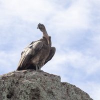 La suelta de cóndores más grande de Argentina fue en Río Negro: las imágenes