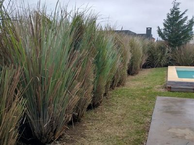 Fuera vecinos chismosos: 4 plantas que no pierden sus hojas, crecen rápido y son perfectas para cercos tupidos