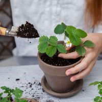 Tomá nota: las señales que te indicarán cuándo cambiar a tus plantas de maceta