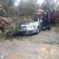 Árbol de 25 metros cae sobre un automóvil en Naucalpan; mueren cuatro personas