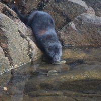 El avistamiento de visones en el Lago Espejo alerta sobre la especie invasora y sus daños