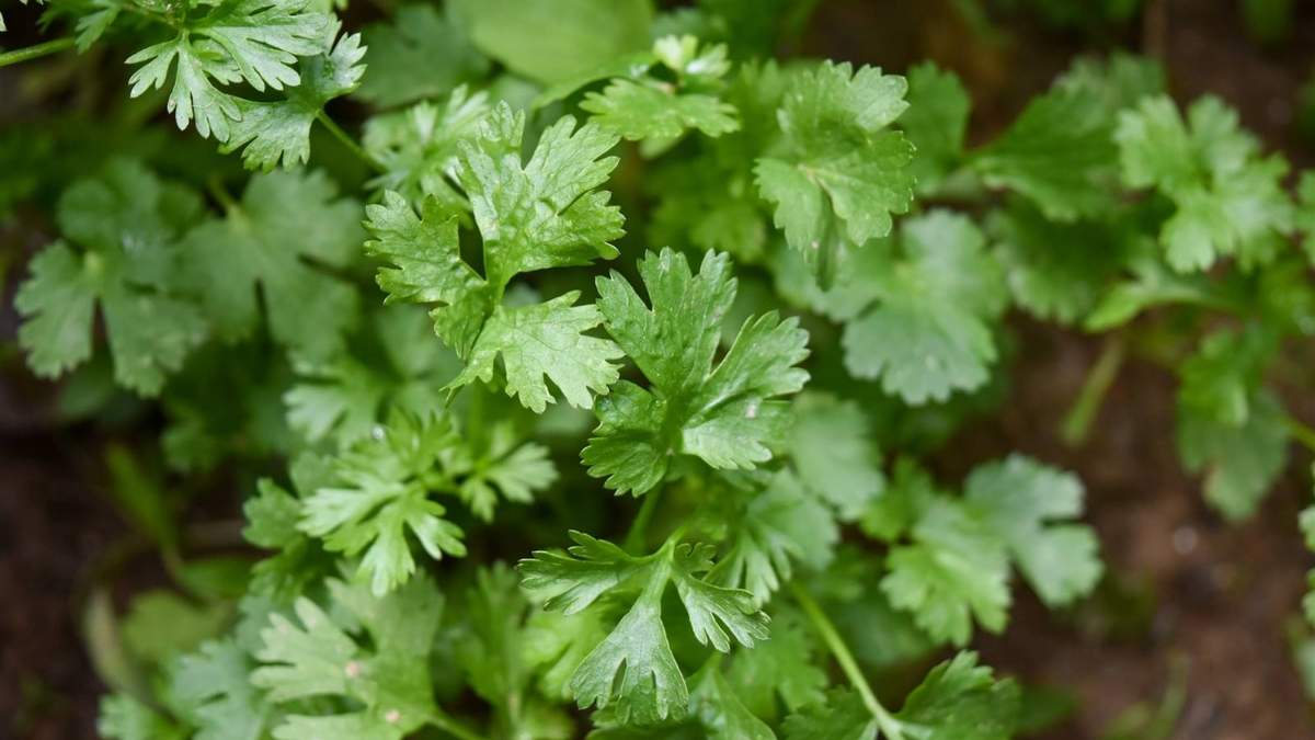 Cilantro. Fuente: (X)
