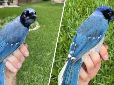Descubrieron el primer caso de hibridación en un animal en la naturaleza