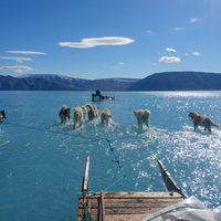 Perros caminando sobre agua en lugar de hielo: el drama de Groenlandia, en una foto