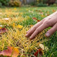 Césped amarillo en otoño: por qué ocurre y cómo recuperarlo antes de que sea demasiado tarde