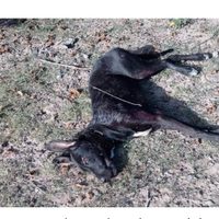 Un perrito fue baleado y luego rematado con una roca en Oaxaca