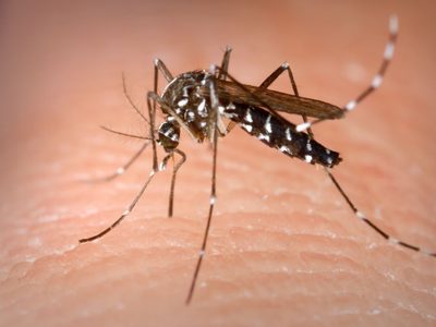 El gobierno de Neuquén presentará el Plan Provincial contra el dengue