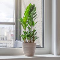 La planta “eterna” que sobrevive con pocos cuidados y que esconde poderosos secretos que la hacen única