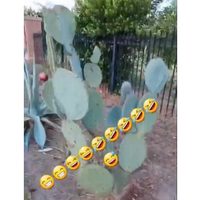 Parecen marranos al comer nopales, dice tiktoker guatemalteco a mexicanos