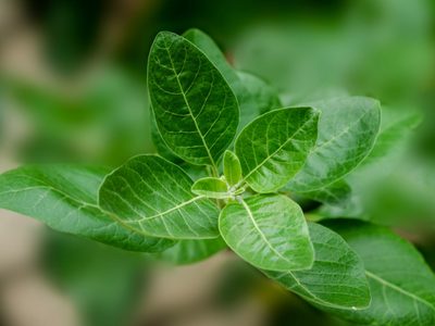 Conocé la planta que es valiosa para combatir el estrés y la ansiedad y es todo un furor en las redes