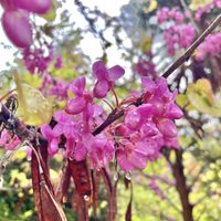 La planta que crece como árbol, tiene las flores más hermosas y es uno de los primeros en florecer en Primavera