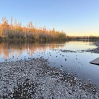 Emergencia ganadera y críticas a las represas por la crisis de agua en los ríos Limay y Neuquén