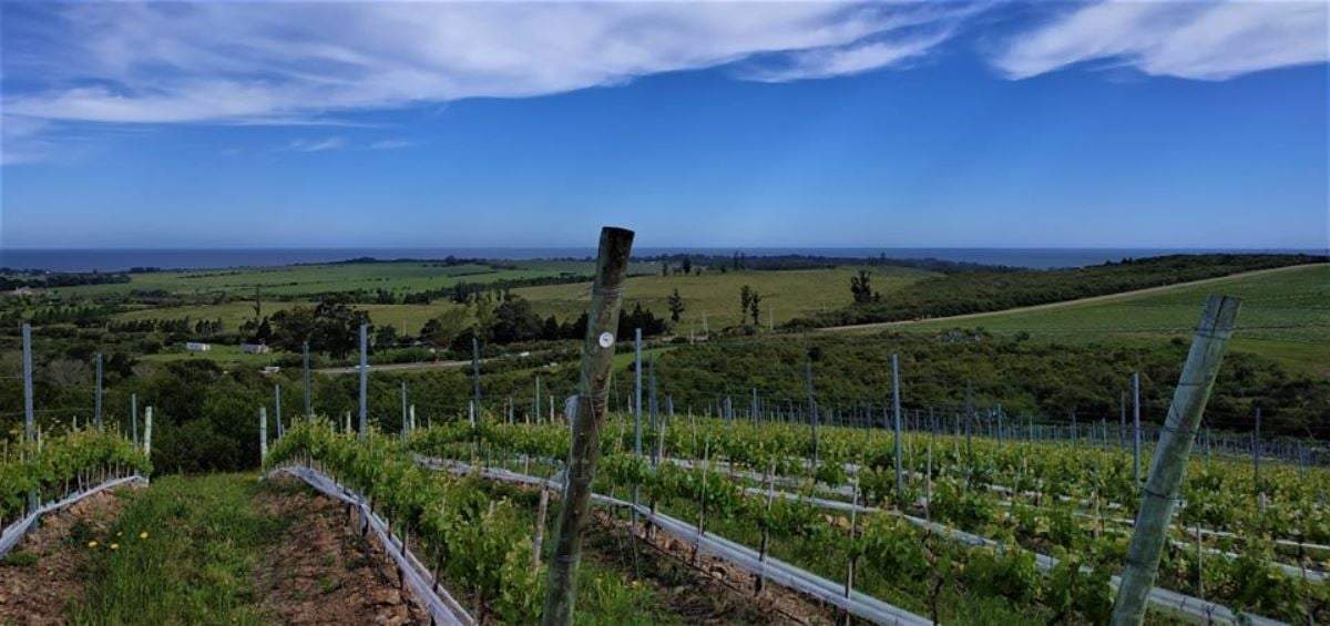 Albariño uruguayo, una cepa emblemática. Fuente: (Facebook)